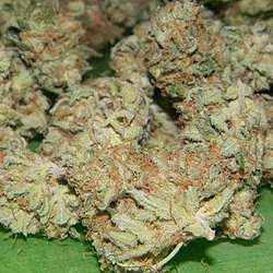 cannabis for sale